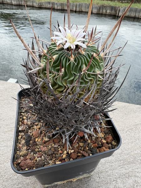 Stenocactus crispatus